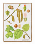 Set 4 strofinacci autunno orto botanica